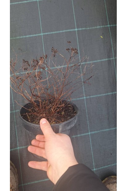 Спірея японська Голдмаунд - 3л/вис.25-35см/Ø30-40см/